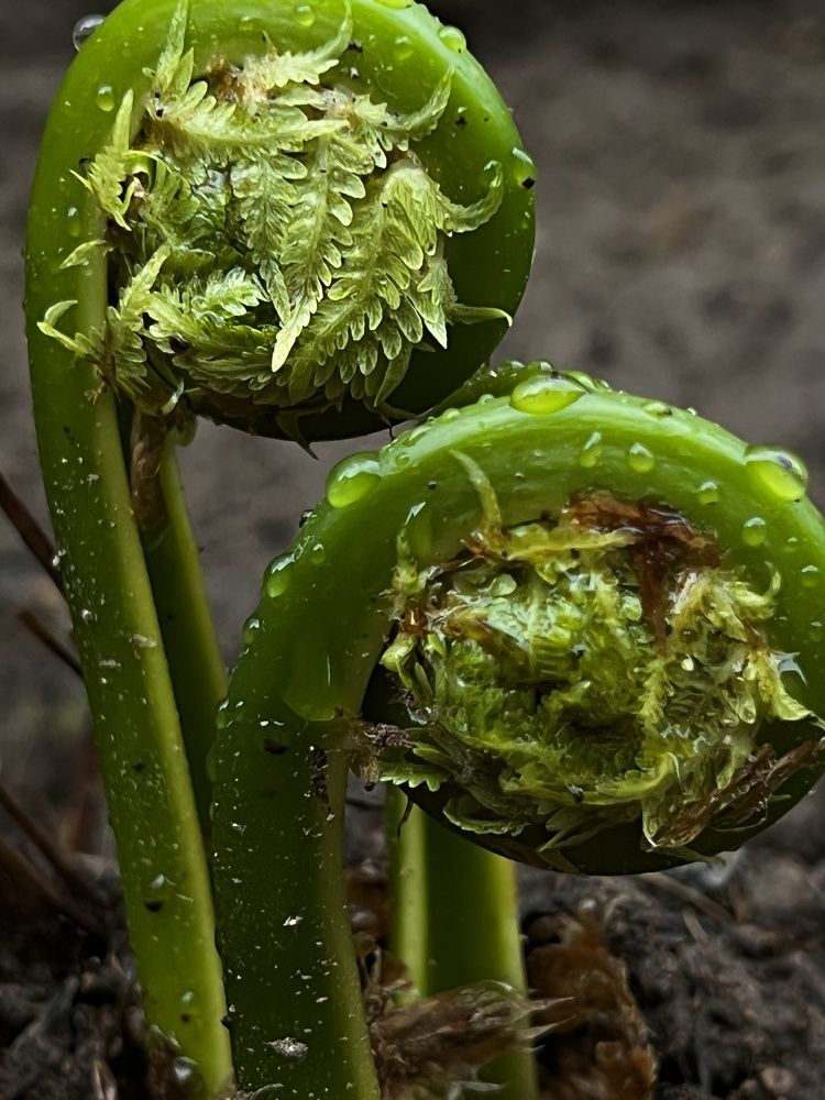 Фотография автора Ирина Копылова