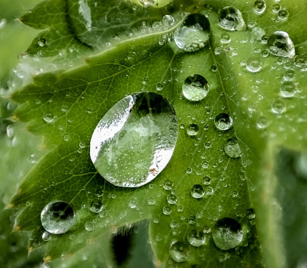 Капли воды на листочке