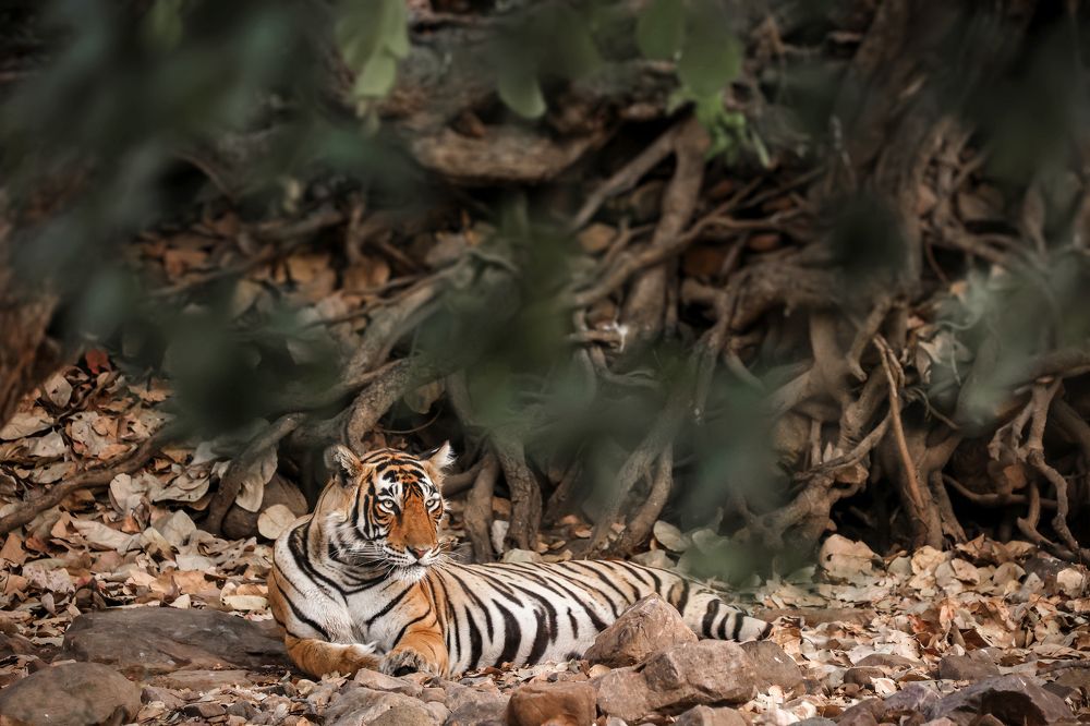 Photograph by Dhruv Prajapati