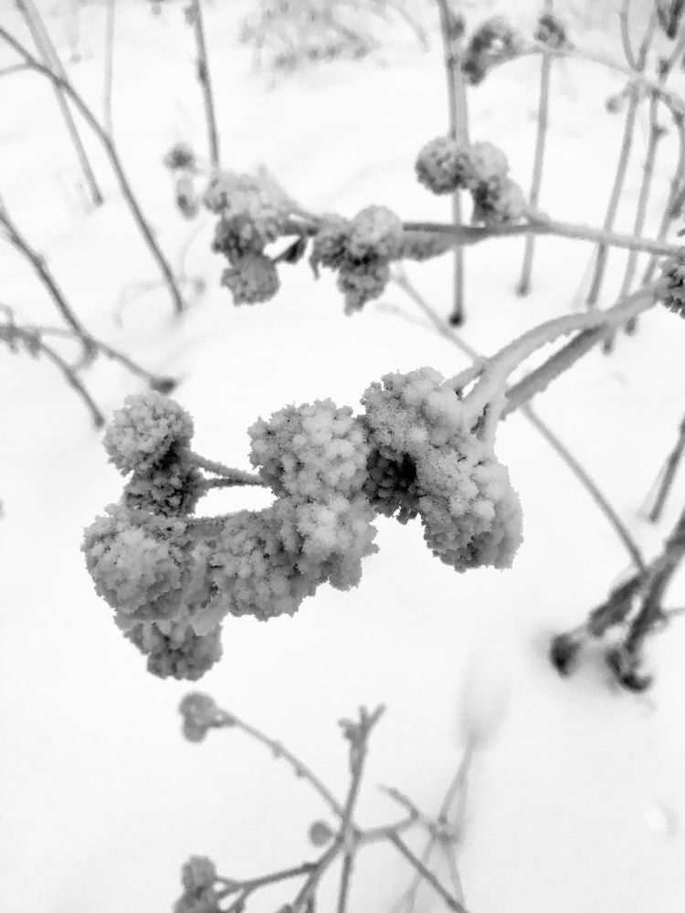 Зимний этюд