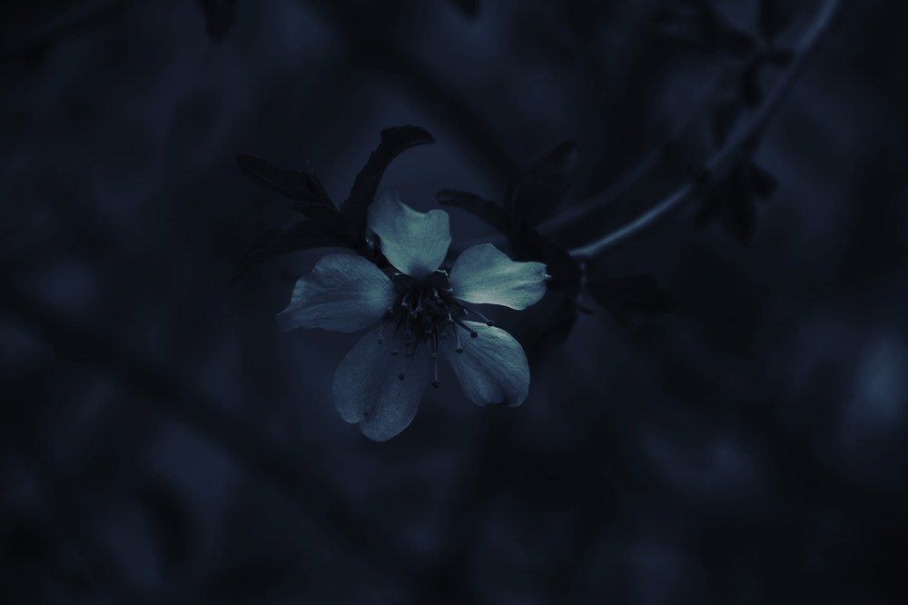 Photograph by Sarah Pouryousef