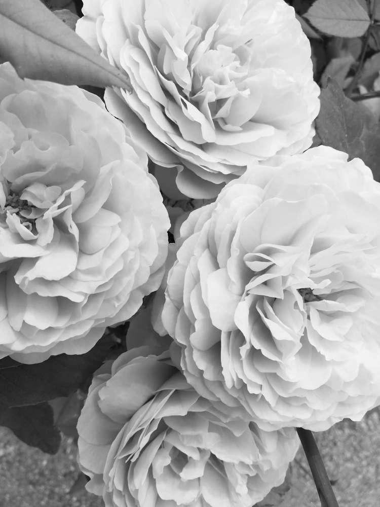 Photograph by Anna Gancheva