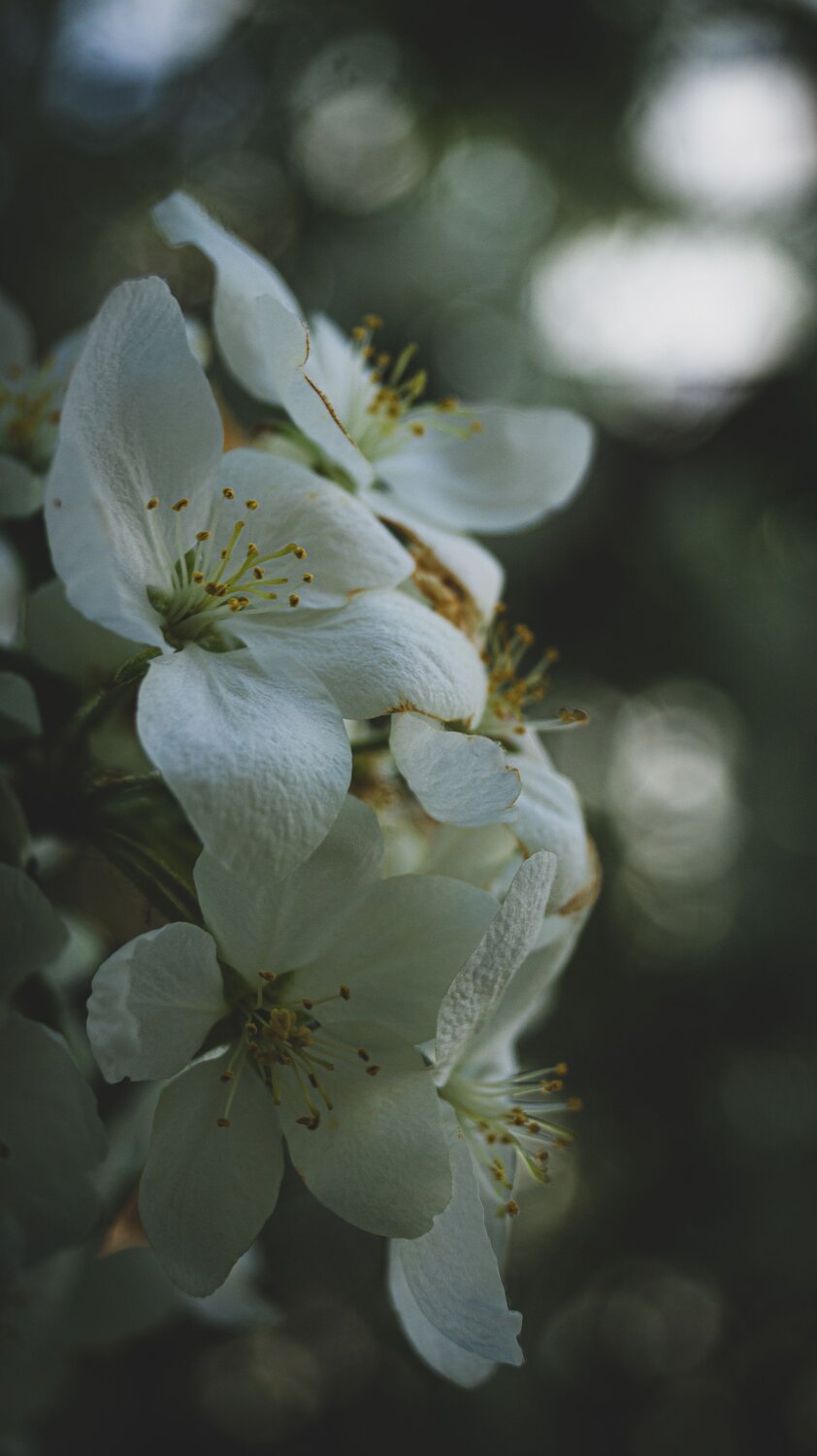 Photo #7652011