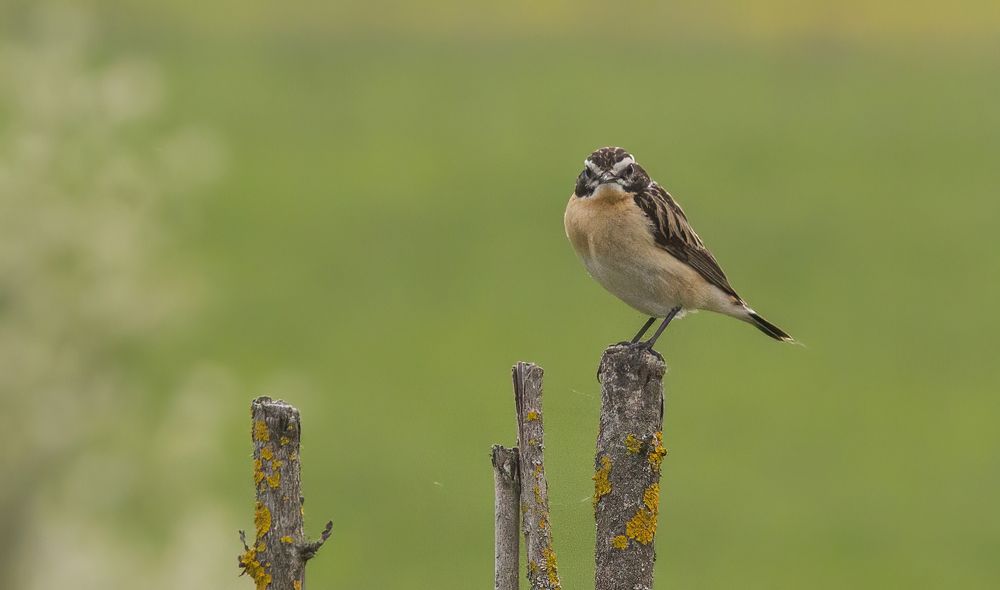 Photograph by Алексей Захаренко