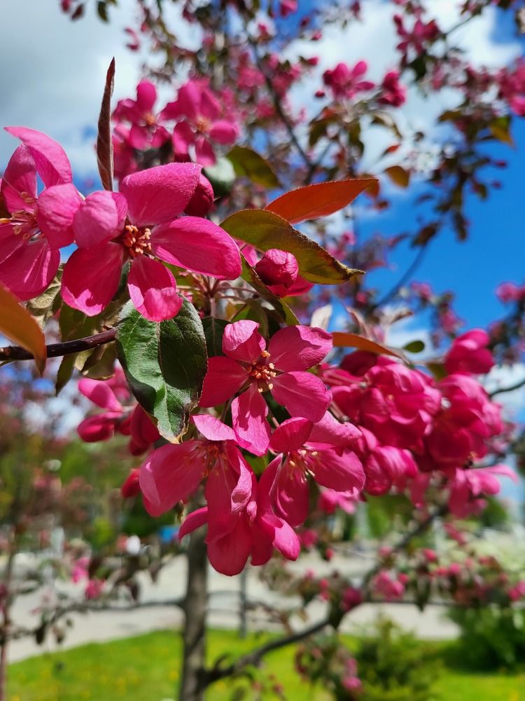 Яблони цветут