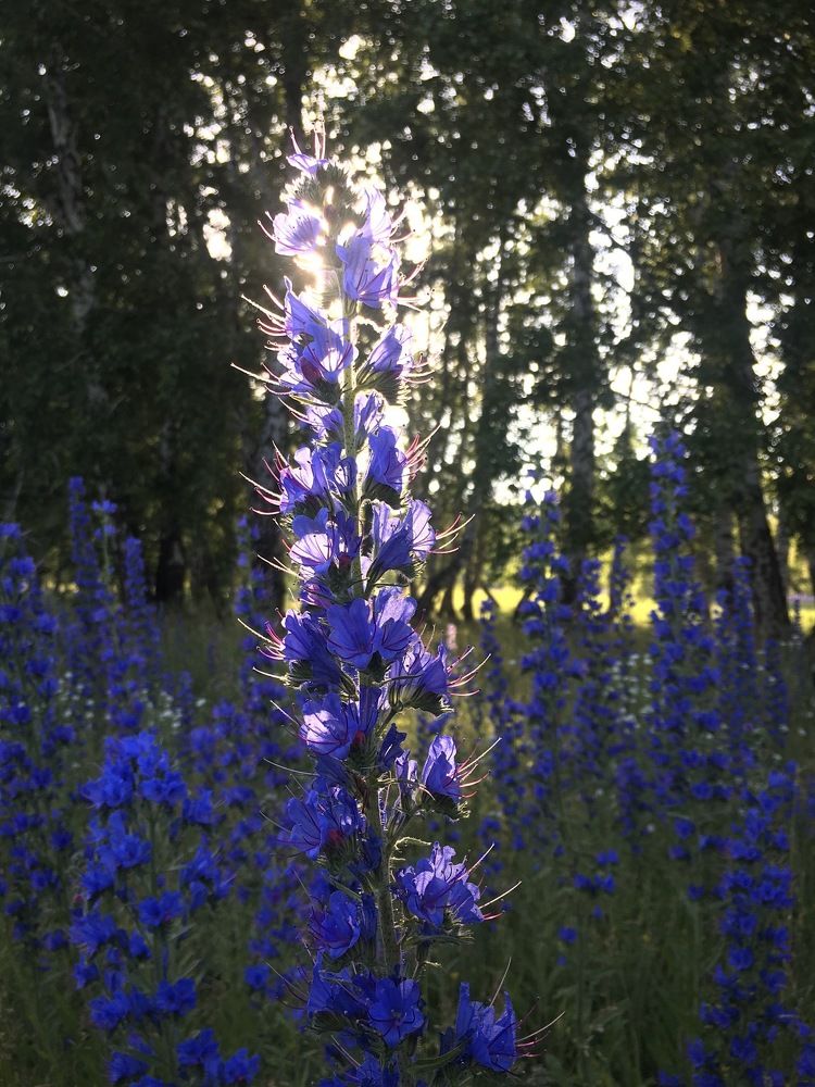 Photograph by Anton Nagel