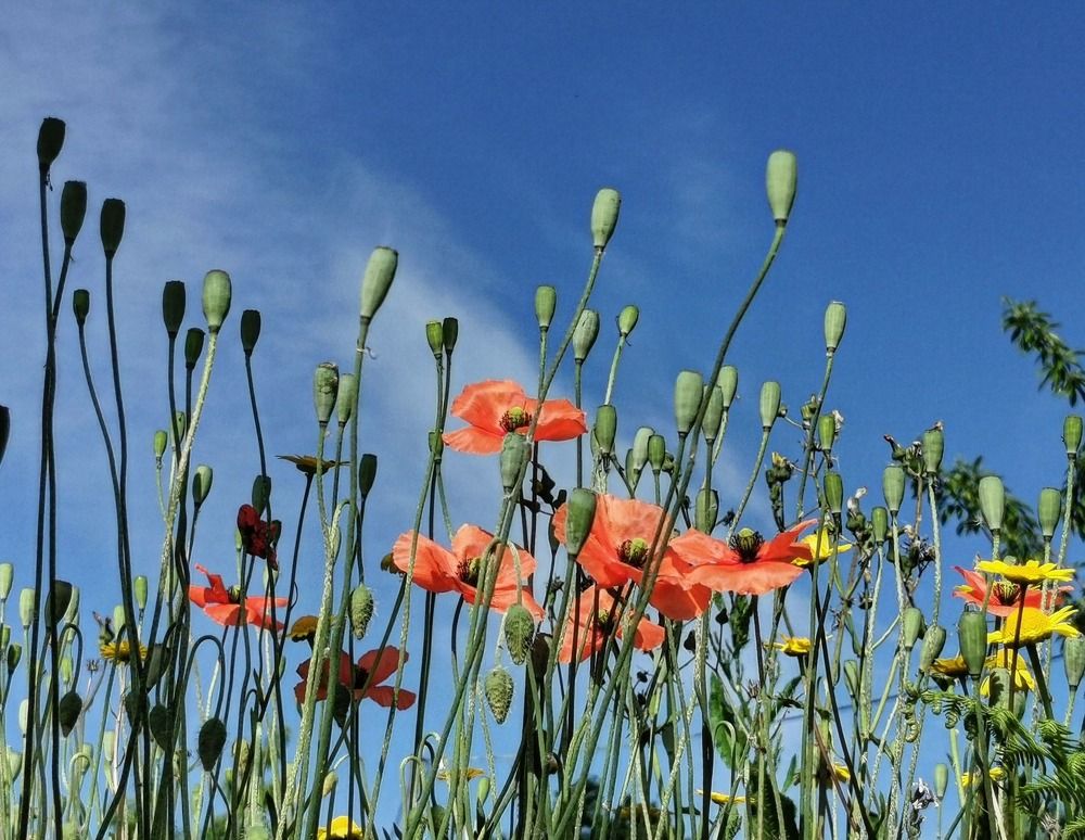 Photograph by Teresa Guerreiro