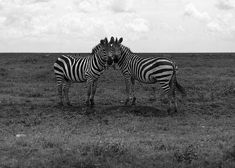 Photograph by Татьяна Мазепова