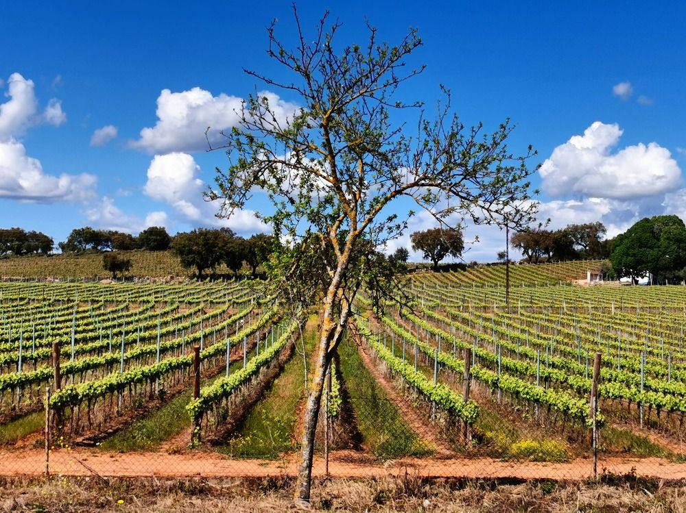 Photograph by Teresa Guerreiro