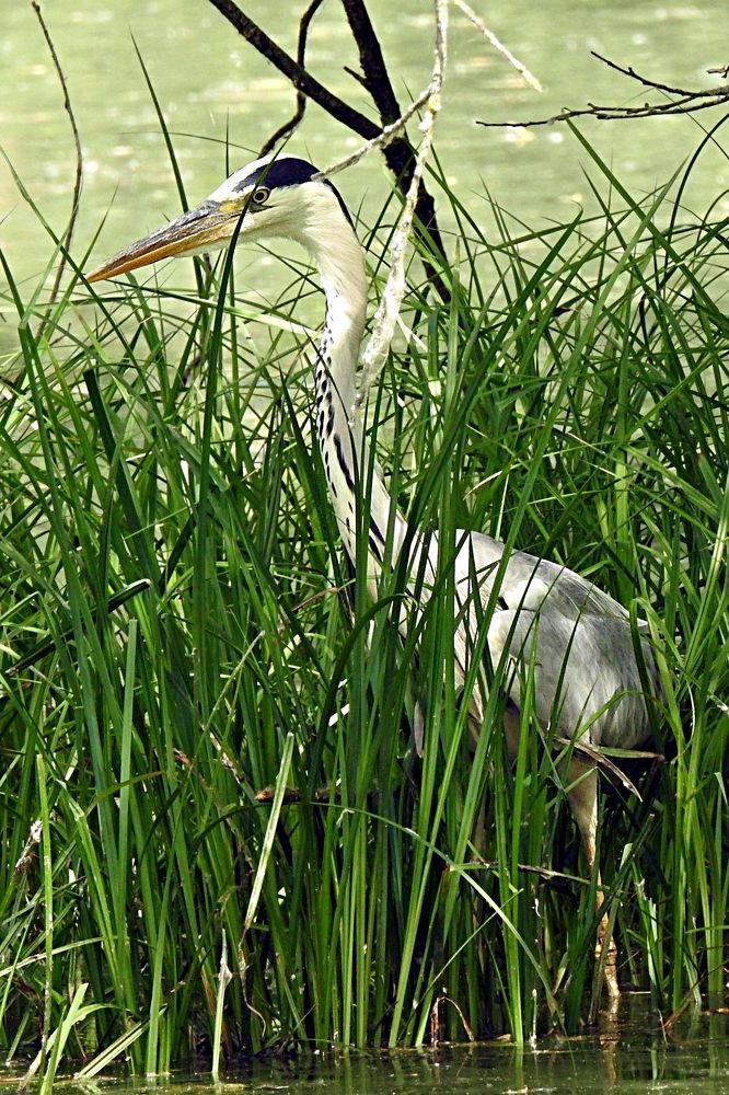Фотография автора Nicolò Lagona