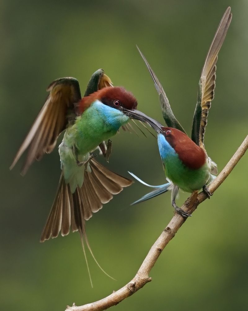 Photograph by Tan Tze Siong