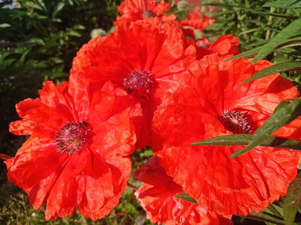 Photograph by Наталья Манусова