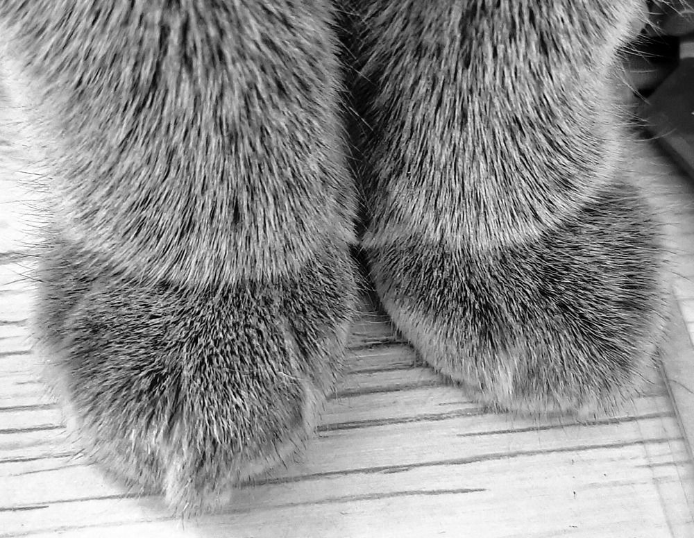 Фотография автора Ольга Никанович