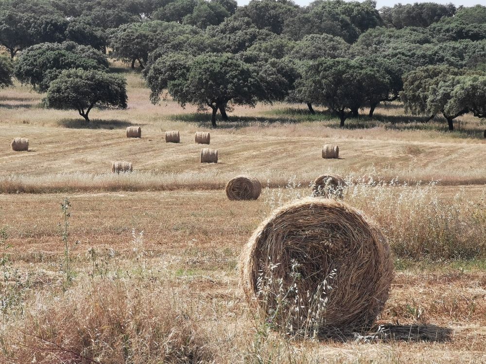 Photograph by Teresa Guerreiro