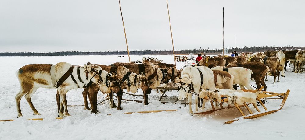 Фотография автора Мария Черница
