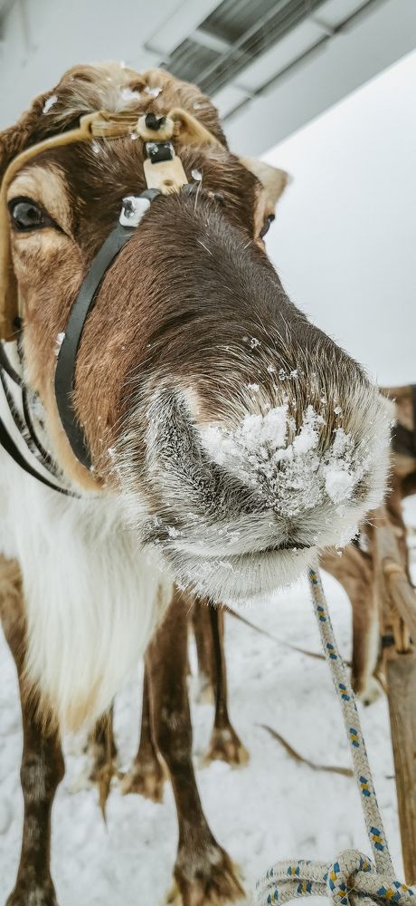 Фотография автора Мария Черница