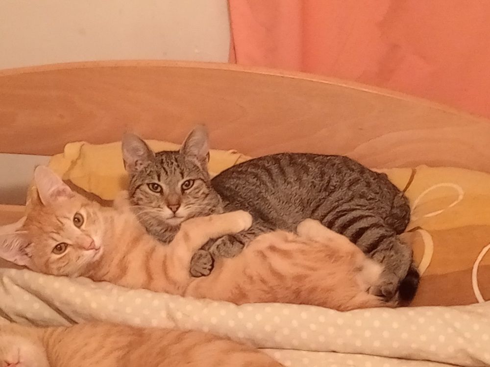 Фотография автора Tanja Grdijan