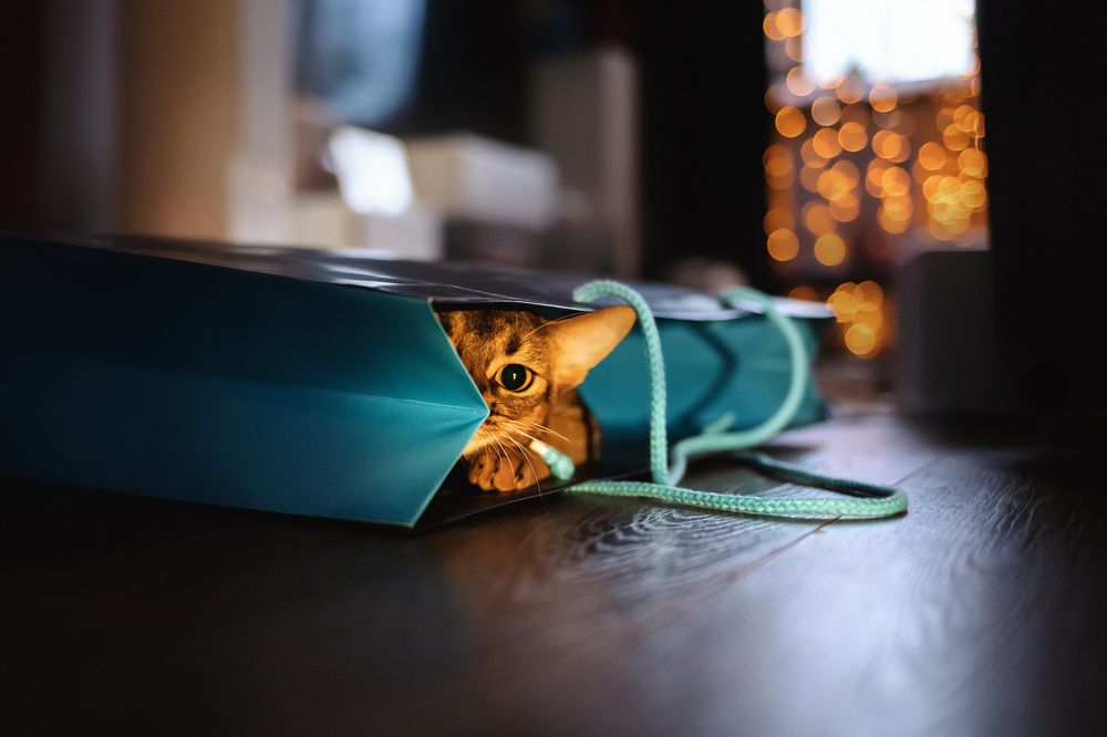 Фотография автора Екатерина Киреева