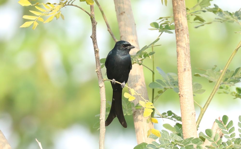Фотография автора Rishabh Sharma