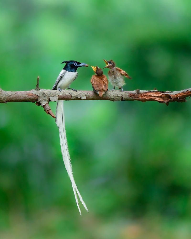 Photograph by Kalyan Acharya