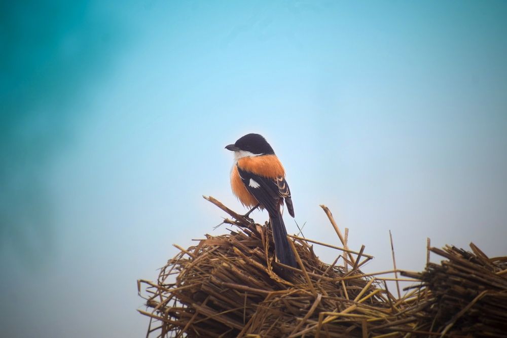 Burmese Shrike