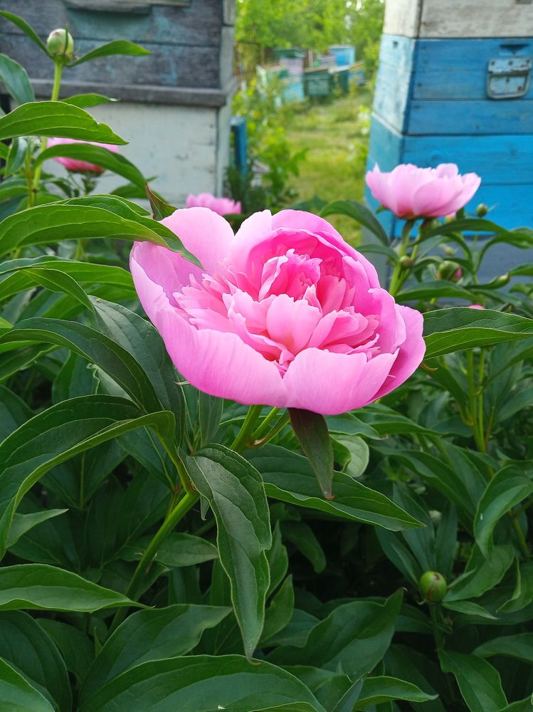 Photograph by Надежда Ржевская