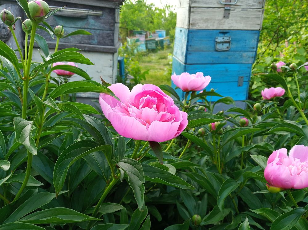 Пионы на пасеке