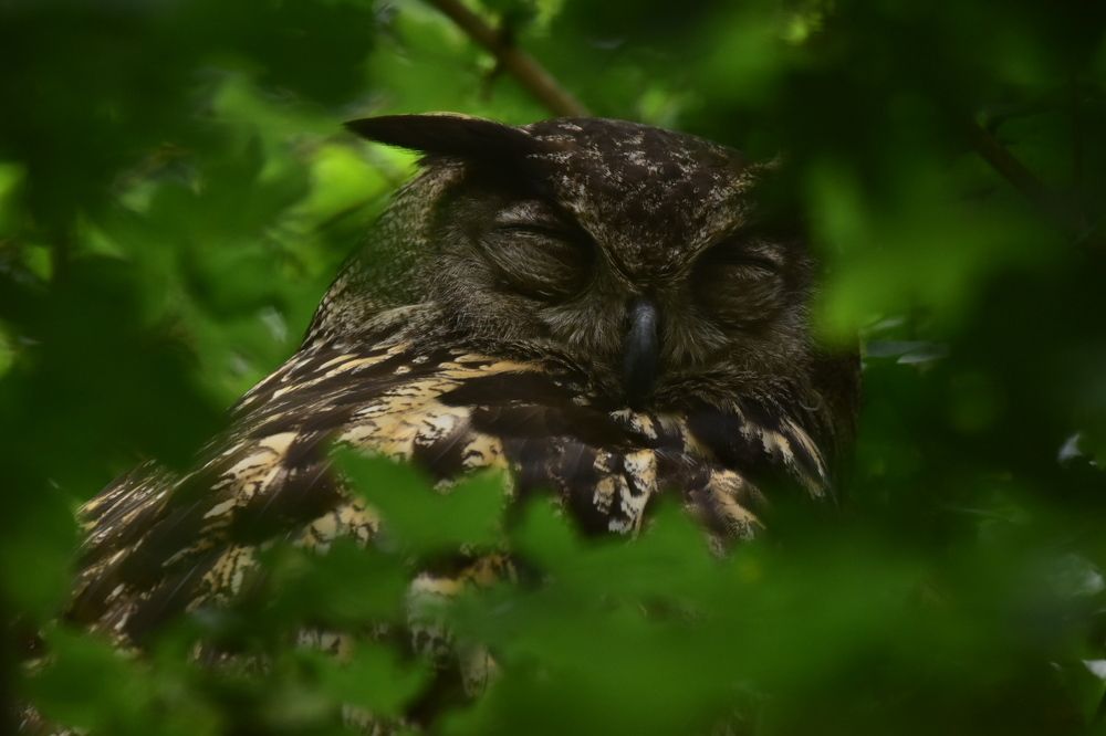 Photograph by Ivo Damen