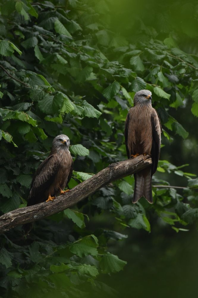 Photograph by Ivo Damen