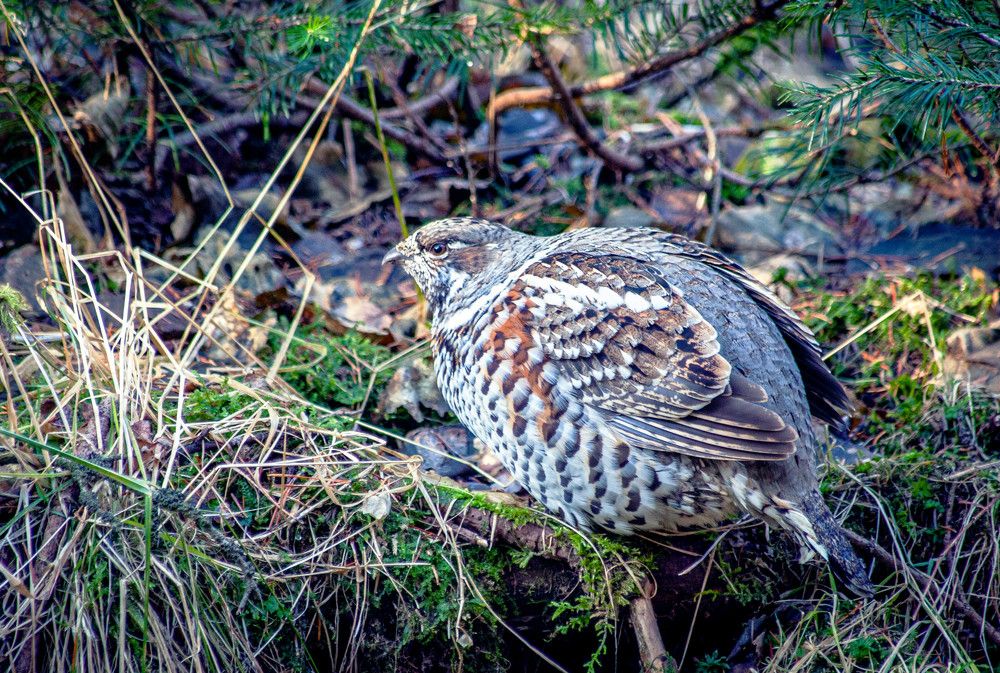 Photograph by Анатолий