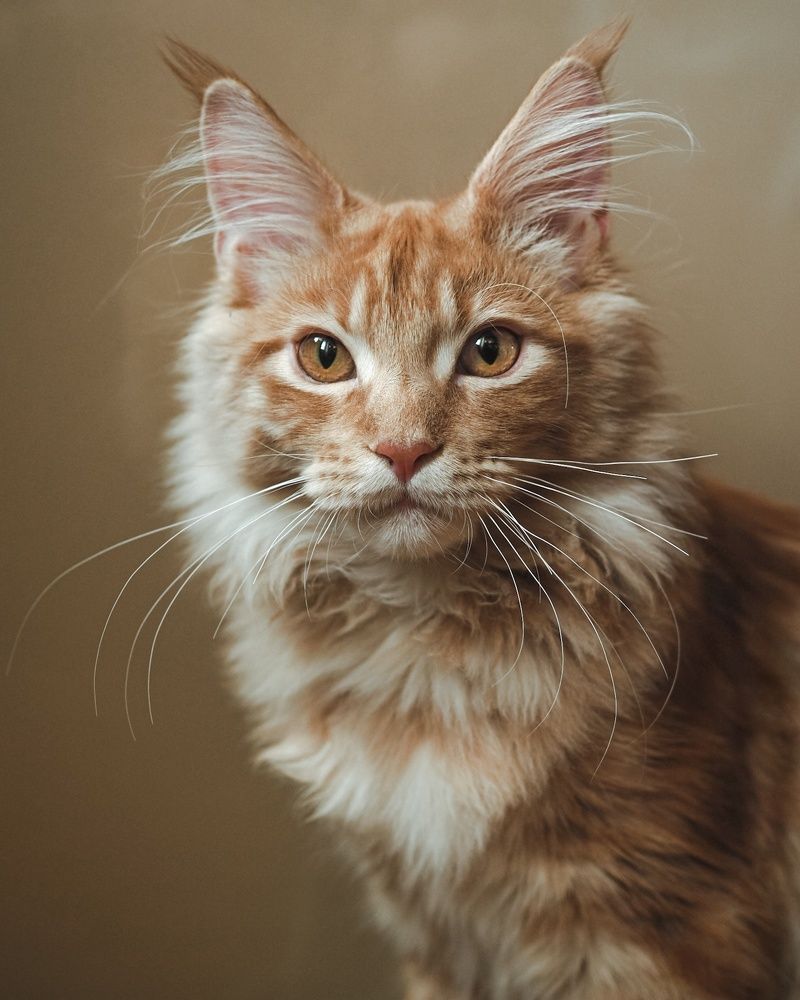 Photograph by Лейла Прощина