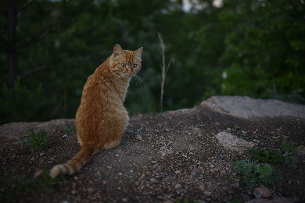 Photograph by Виктория Шамурина