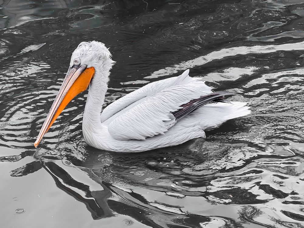 Photograph by roya razaghi