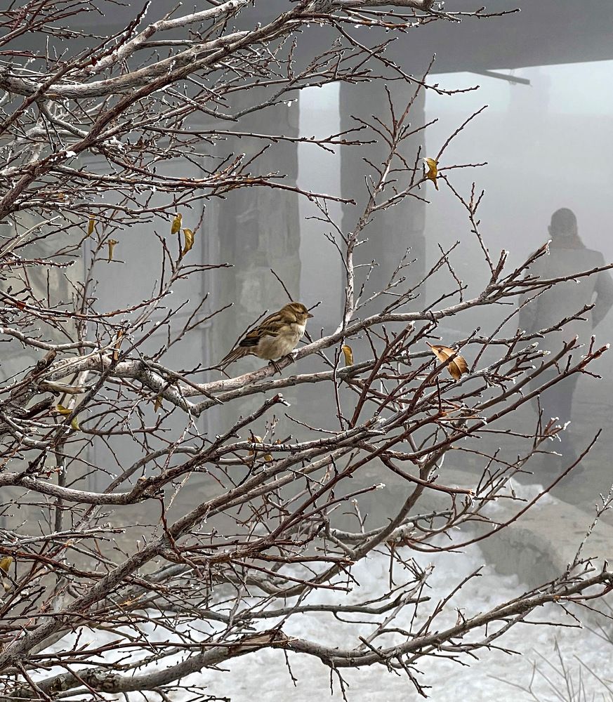 Photograph by roya razaghi