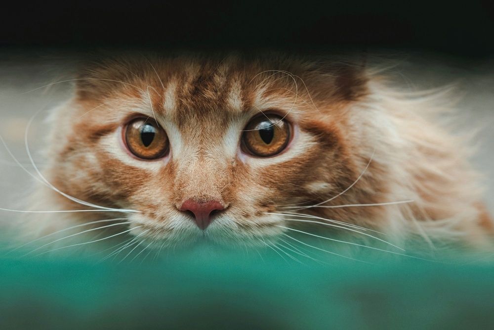 Photograph by Лейла Прощина