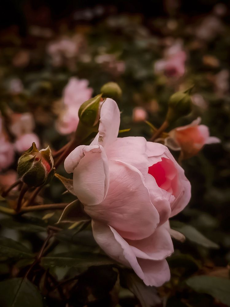 Photograph by Алексей Копылов