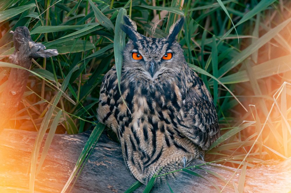 Photograph by Jesus Varas