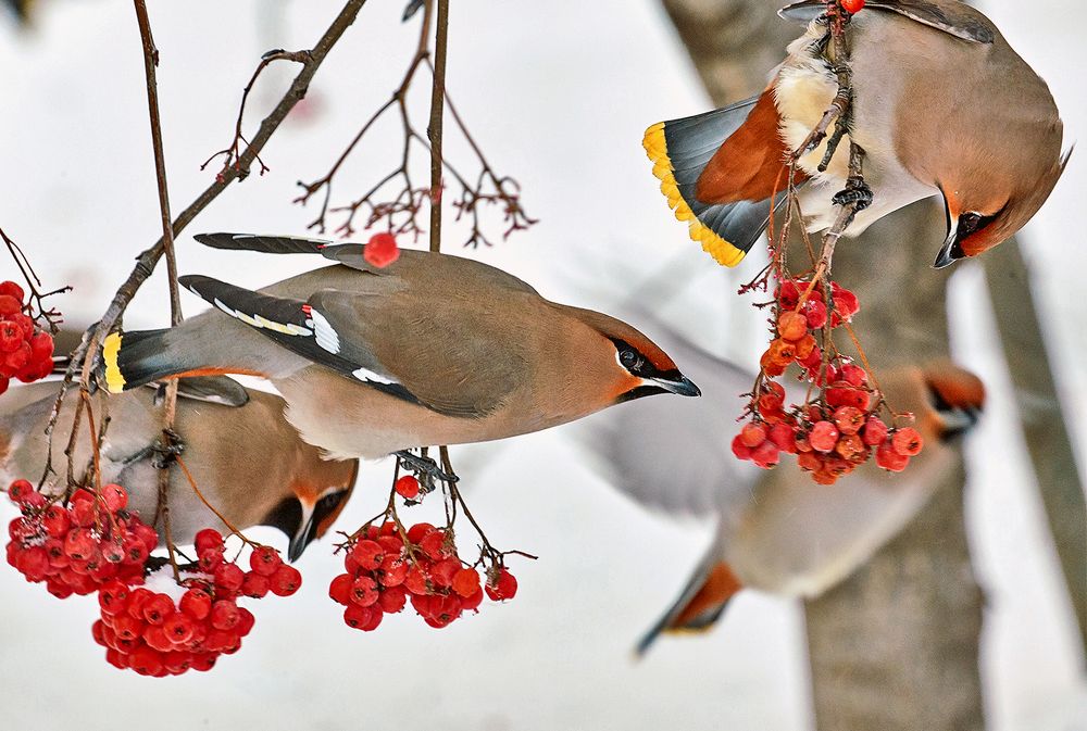 Свиристели.