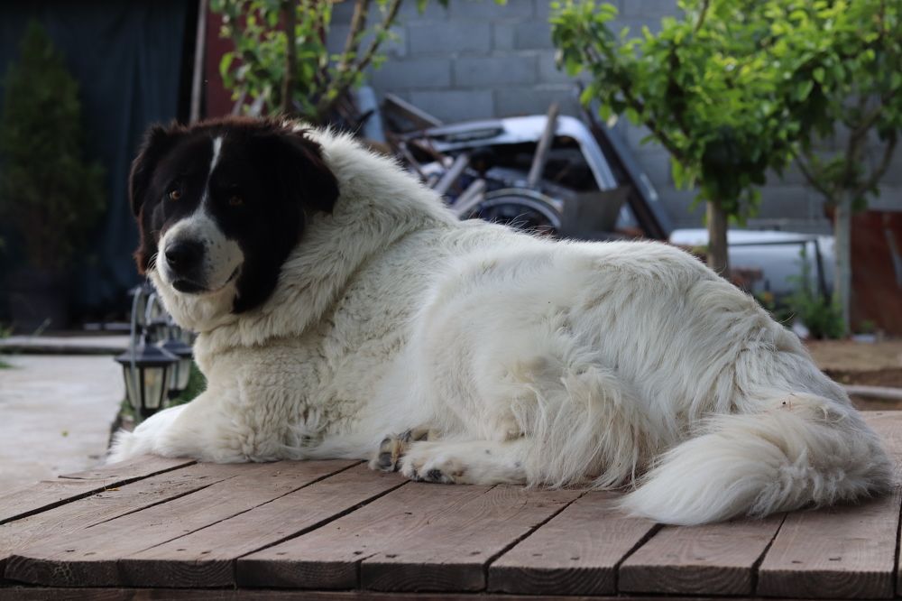 Photograph by Anna Gancheva