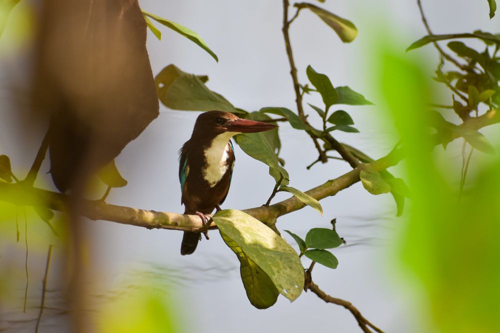 Фотография автора Tonmoy Maity