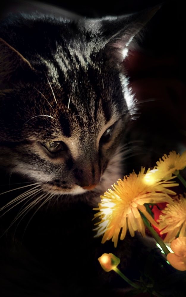 Photograph by Нина Иоселиани