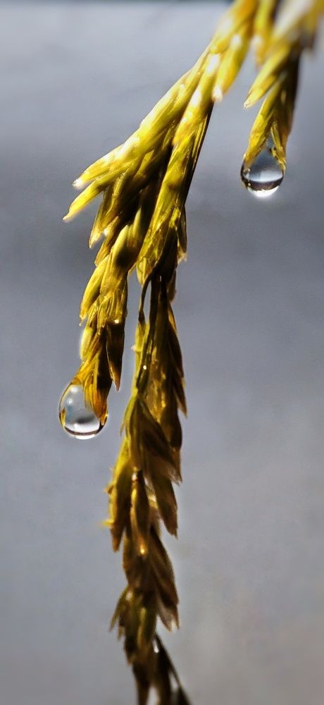 Photograph by Нина Иоселиани