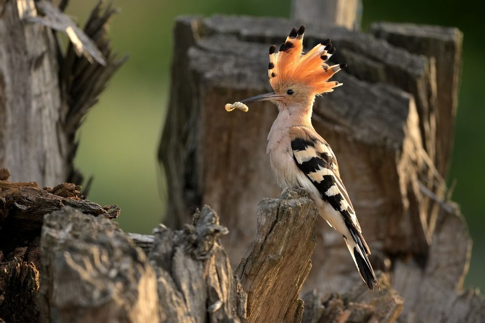 Eurasian hoopoe