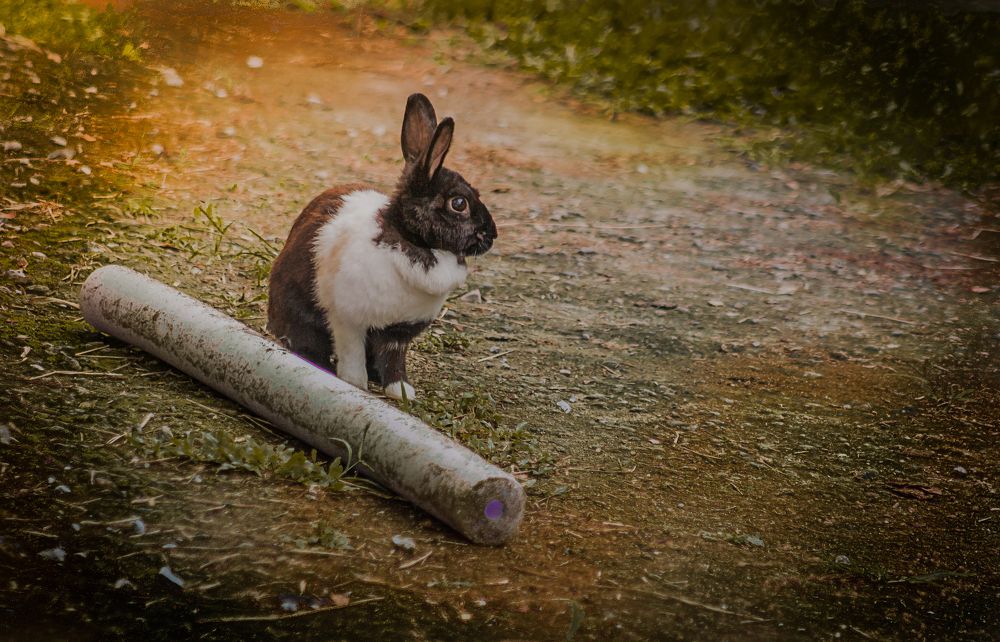 Photograph by Rosana Rossi