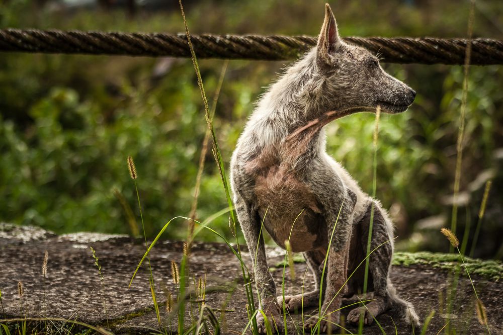 Photograph by Rosana Rossi