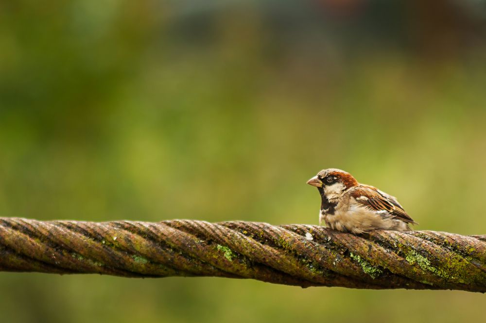 Photograph by Rosana Rossi