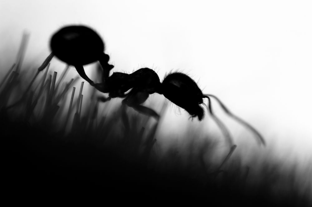 Движение титана