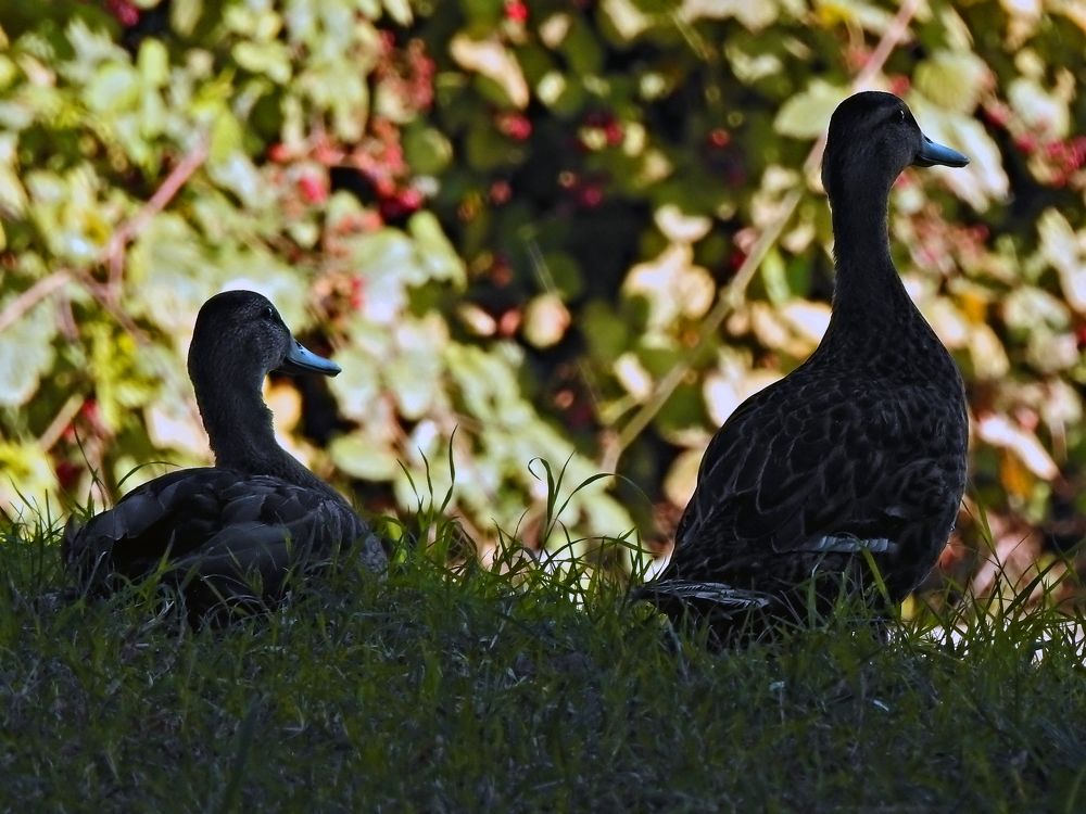 Фотография автора Nicolò Lagona