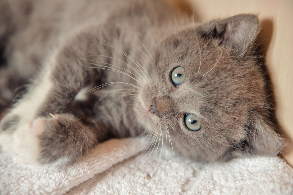 Photograph by Kate Blum