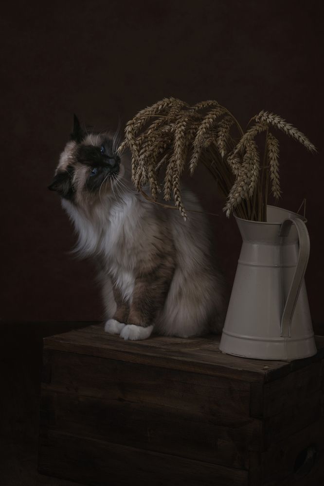 Фотография автора Natalja Bindere